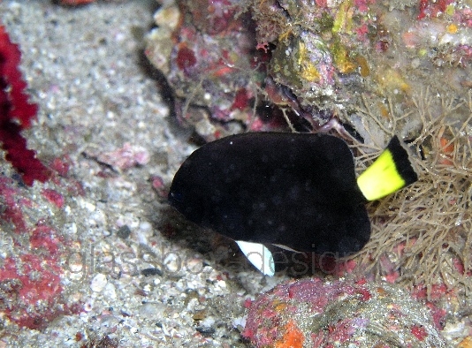  Chaetodontoplus niger (Black Angelfish)